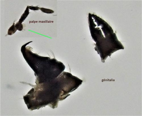 Agapetus fuscipes